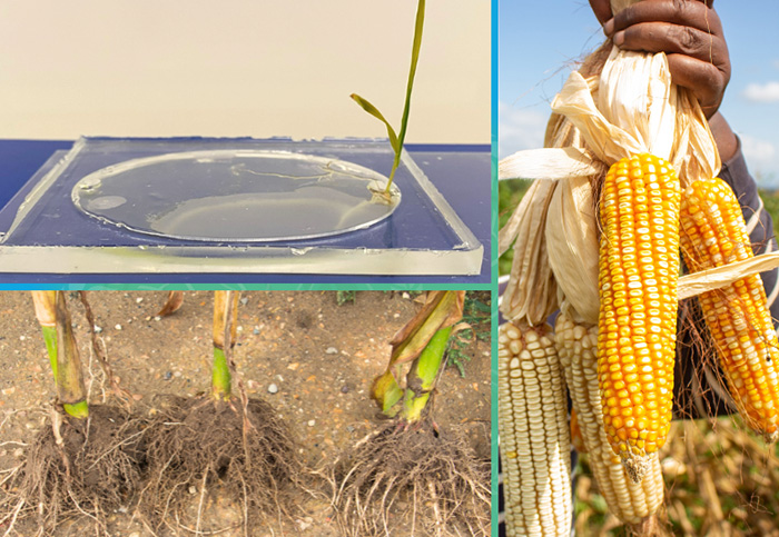 Windfall Bio MIT J-WAFS awards USD 1.5m grant to team developing microbes for farming